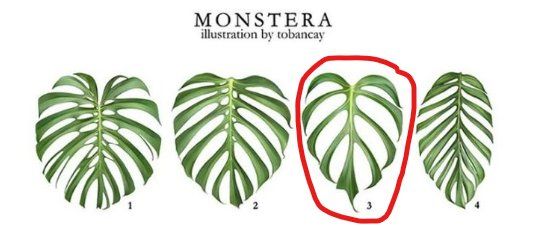 Piante & sementi: Monstera Burle Marx Flame – Usato da Hinterkappelen venduto da ale_jw55 1