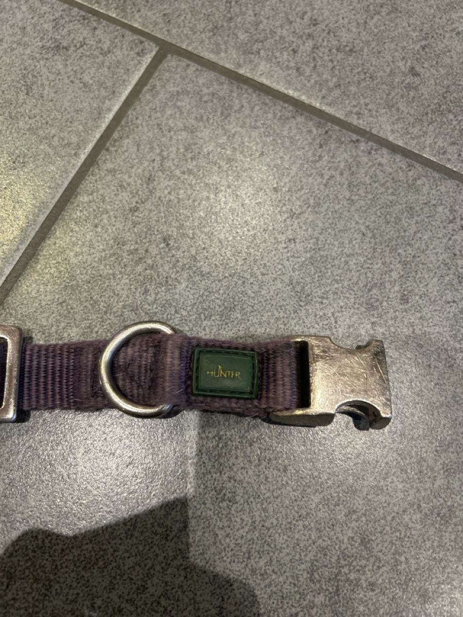 Guinzagli & Collari: Hunter  Halsband, violett Grösse M – Usato da Mühledorf SO venduto da Dania77 1