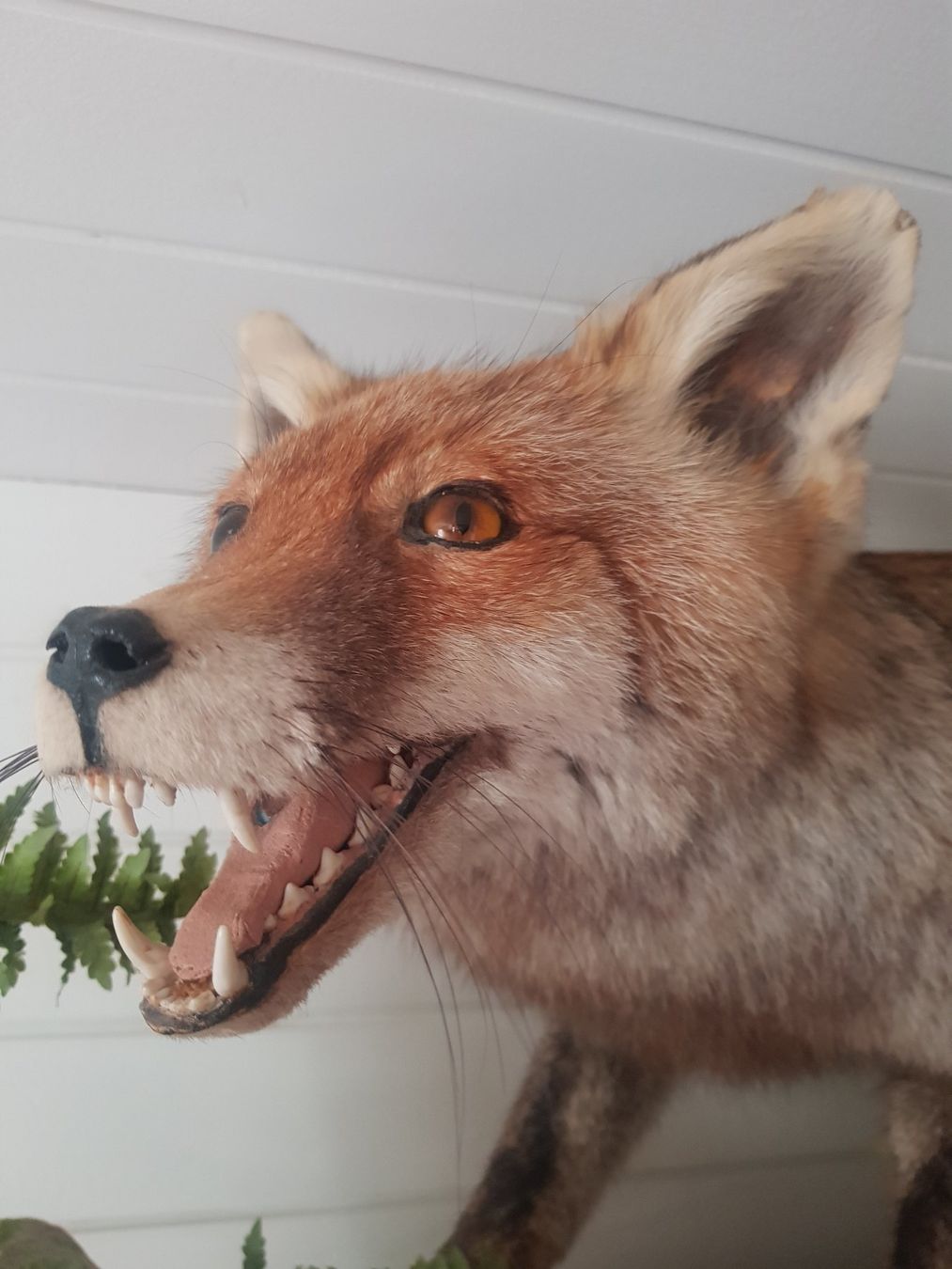 Il mondo degli animali: Fuchs Präparat – Usato da Liestal venduto da crystallized 1