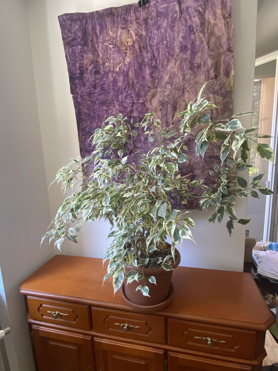 Piante & sementi: Ficus Benjamina  – Usato da Zürich venduto da LOURA_PLATES
