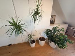 3 Zimmerpflanzen Drachenbaum und Schefflera inkl. Top