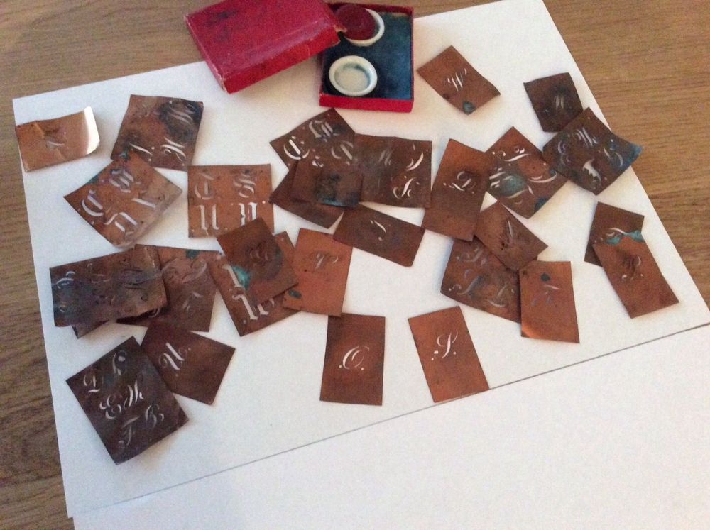Knoterichgewachs Mit 6 Buchstaben
