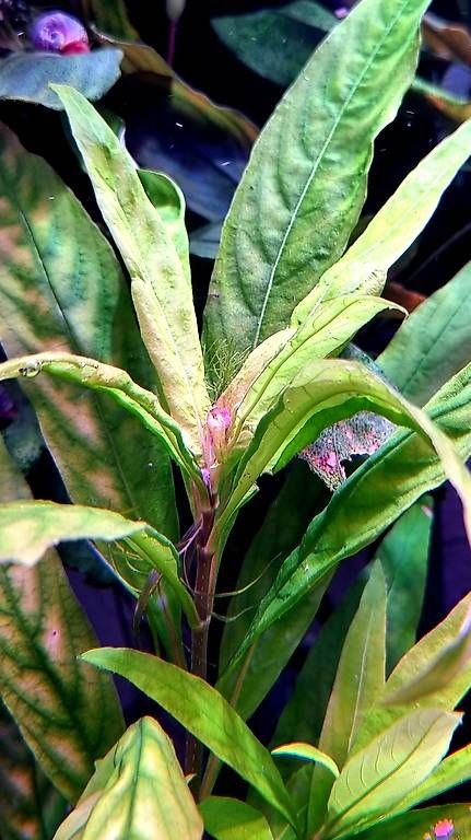 Piante & sementi: Hygrophila corymbosa "Siamensis" – Usato da Schwyz venduto da zpm3atlantis 1
