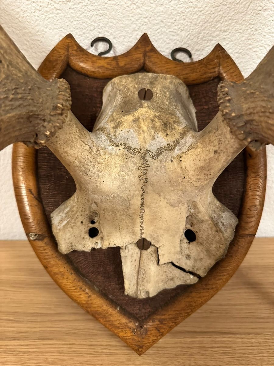 Monde des animaux: Echtes Hirschgeweih auf Holzschild Jagdtrophäe ca. 75 cm – D'occasion à Langnau am Albis par Citabelle 1