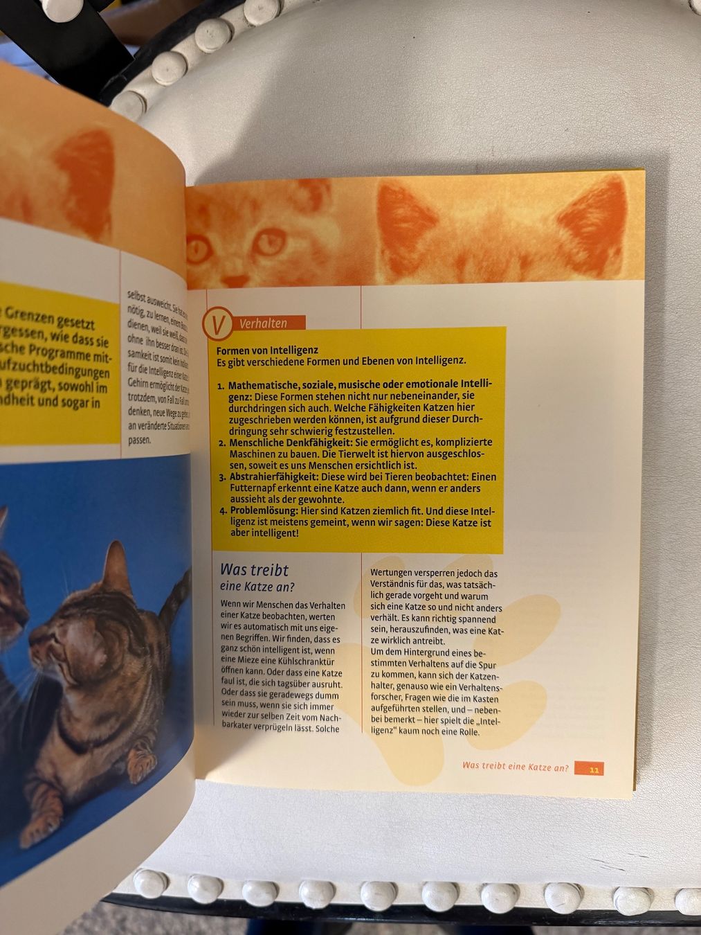 Libri: Wenn Katzen reden könnten – Usato da Dietikon venduto da Buchantiqdietikon 1