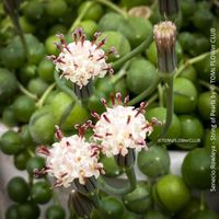 Senecio Rowleyanus - Perlenkette für Dich...