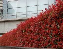 20 Photinia Red Robin gesunde Heckenpflanzen 20–30 cm (49 ca