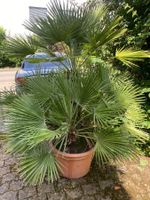 PALME - Sehr schöne grosse und kräftige Palme