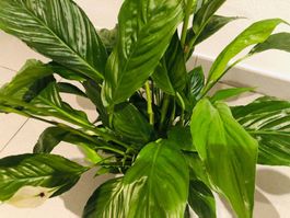 25 cm hoch  ↕️ ZIERPFLANZE «SPATHIPHYLLUM»