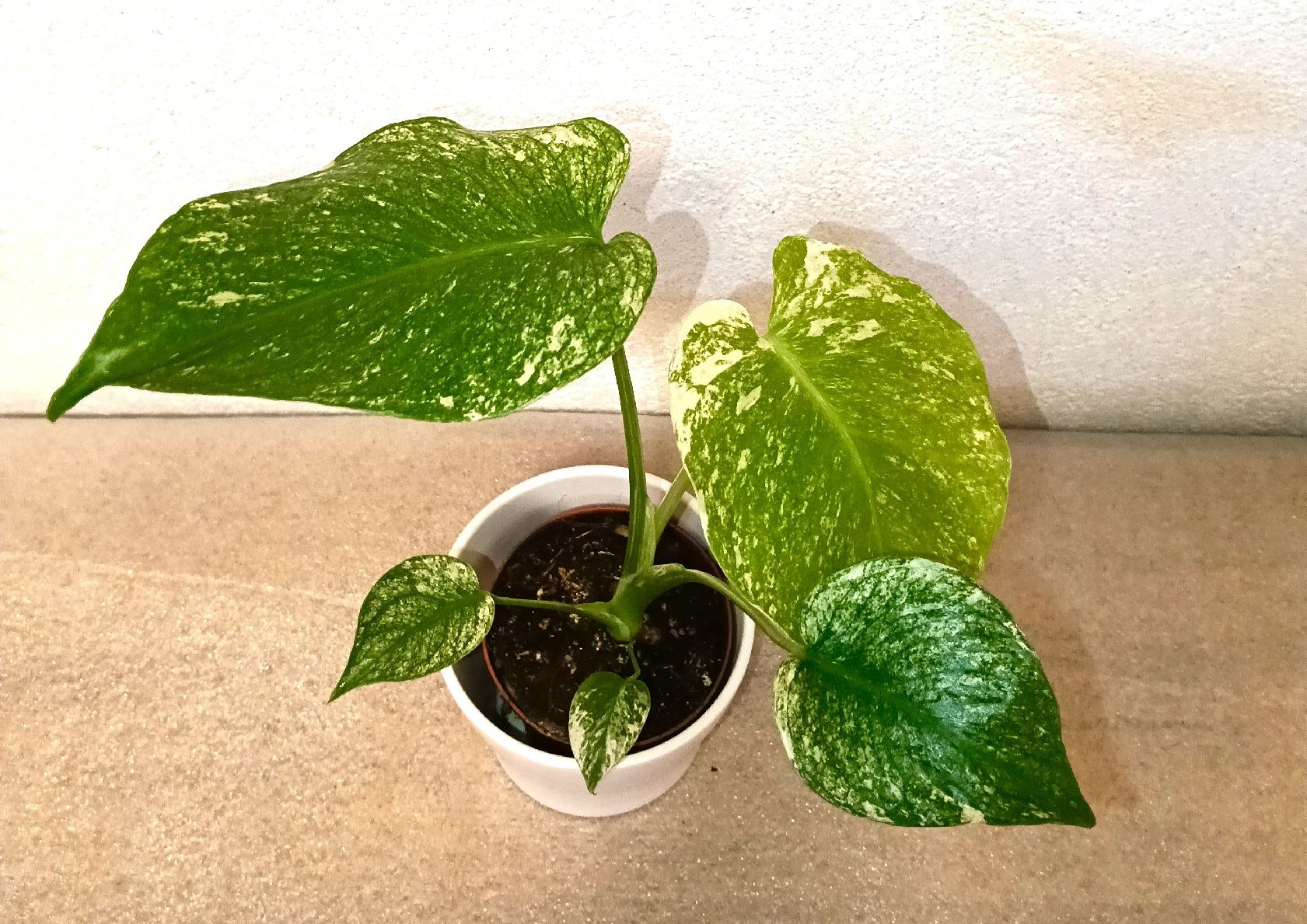 Piante & sementi: Monstera Deliciosa 'White Monster' – Nuovo (secondo la descrizione) da schöftland venduto da UniquePlants