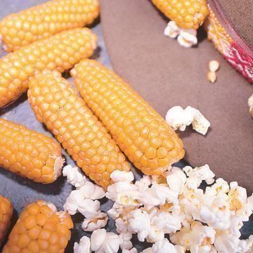 Piante & sementi: Popcorn Mais - Samen! – Nuovo (secondo la descrizione) da Steffisburg venduto da Petroselium 1