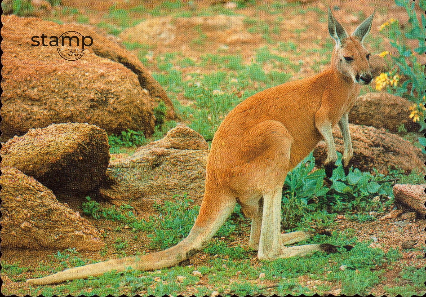 Cartoline postali: 1988 AK Australien Känguru – Usato da Eggersriet venduto da stamp303