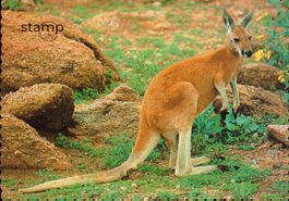 1988 AK Australien Känguru