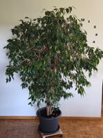 Ficus Benjamina Zimmerpflanze grosstattlicher Zustand
