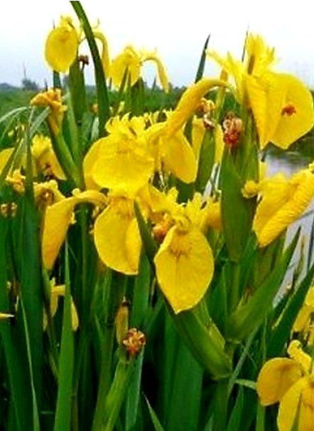 Piante & sementi: Seltener Irisblock "Eis und gelb" Rare bloc bulbe Iris – Nuovo e nell'imballaggio originale da Rovio venduto da POSITIFFARTandPLANTS 4