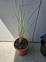 Reitgras Karl Foerster - Calamagrostis acutiflora