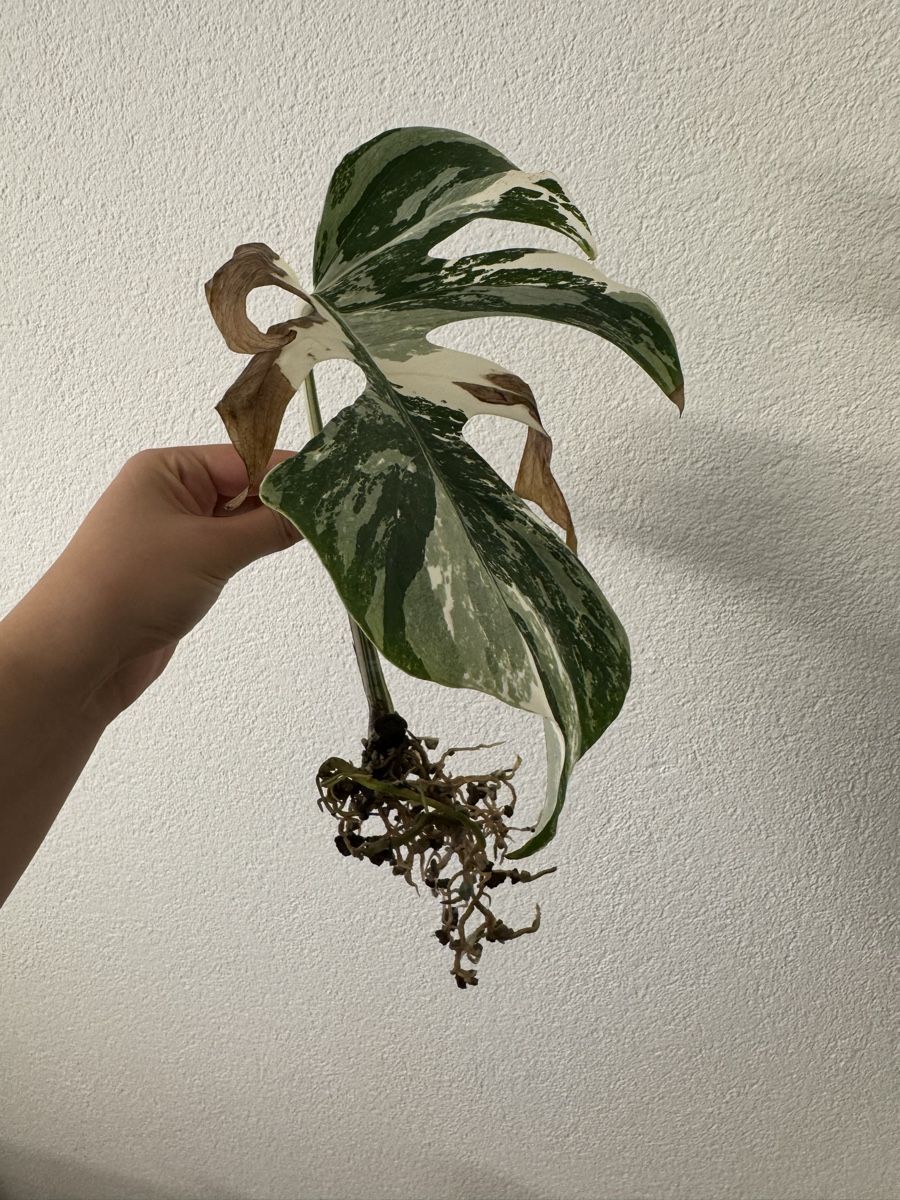olivenbaum spezialist Knstlicher Olivenbaum - Annemarie | 230 cm