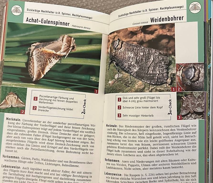 Libri: Schmetterlinge – Nuovo (secondo la descrizione) da Schnottwil venduto da mic_d27v 1