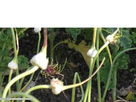 Rebbergknoblauch