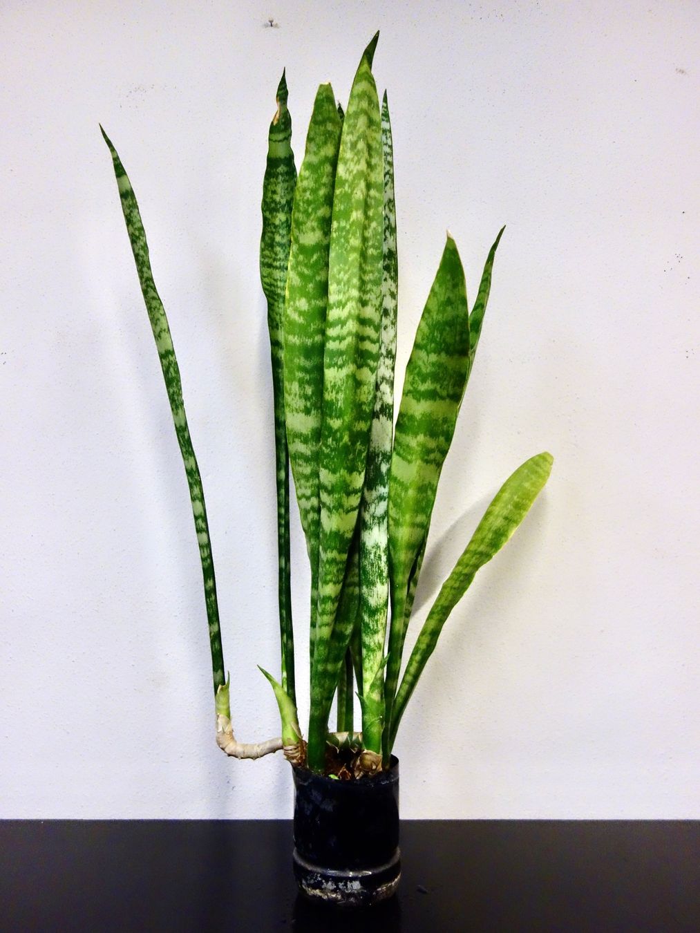 Piante & sementi: Bogenhanf Sansevieria Trifasciata – Nuovo (secondo la descrizione) da Kerzers venduto da zimmergruen