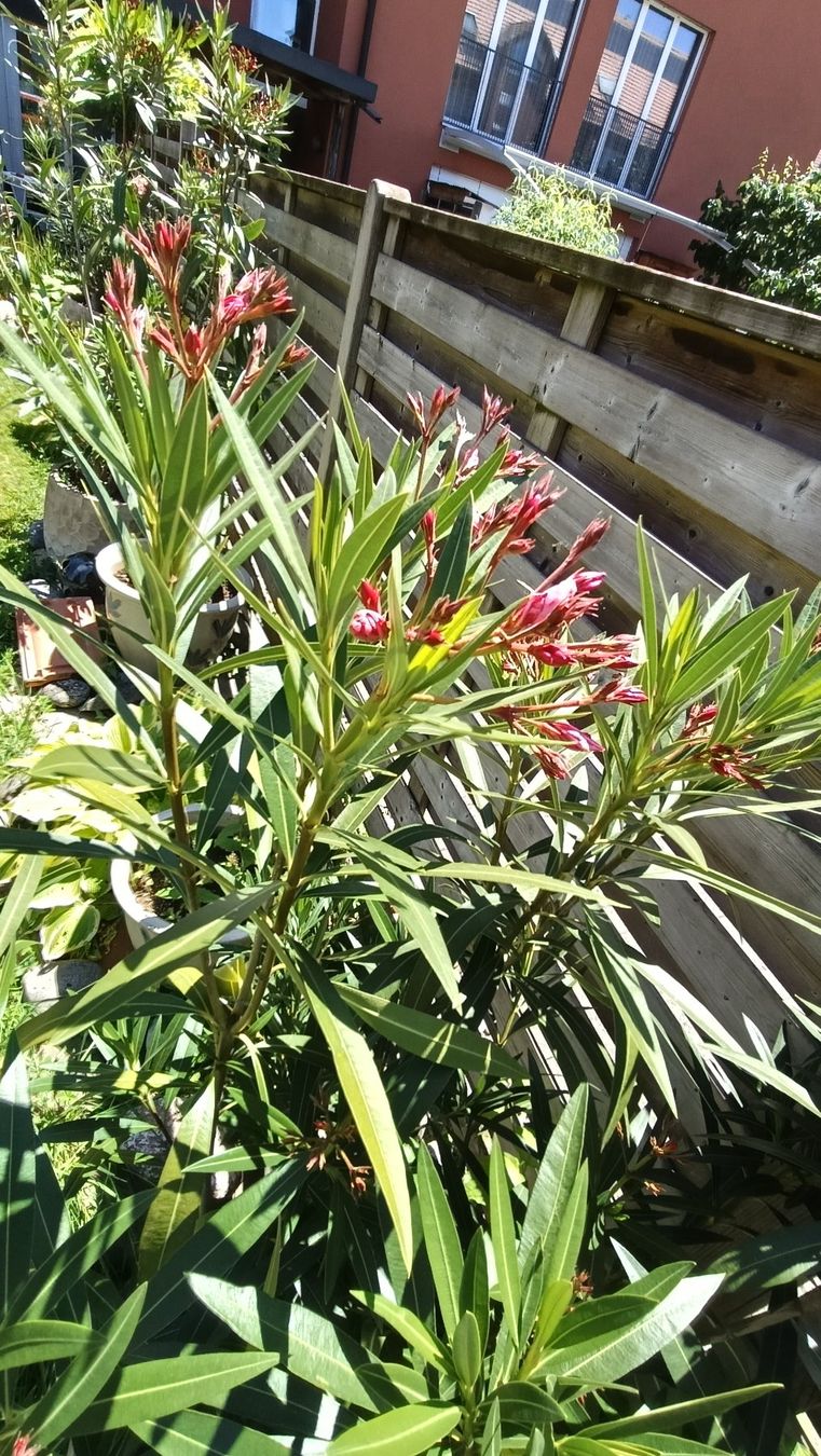 Piante & sementi: Oleander dunkelrot, in grossem Keramiktopf – Usato da Steffisburg venduto da tut_s28q 3