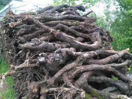 Rebstock, Rebstöcke zum Basteln, Rebholz