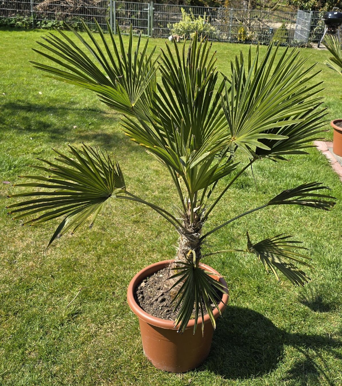 Plantes & graines: Robuste Palme – D'occasion à Aarburg par popkorn65 1