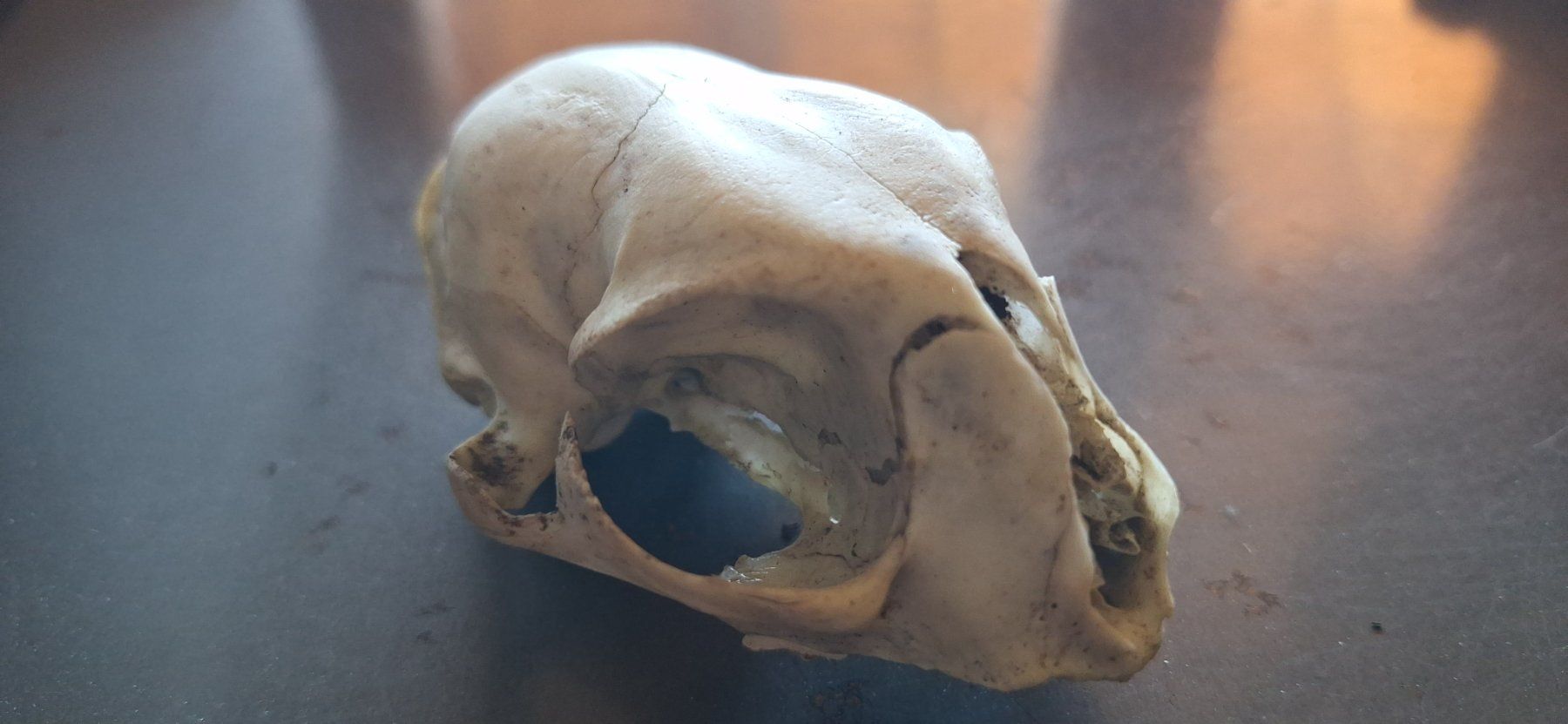 Monde des animaux: Katzenschädel – D'occasion à Laupen BE par endofgreen13 1