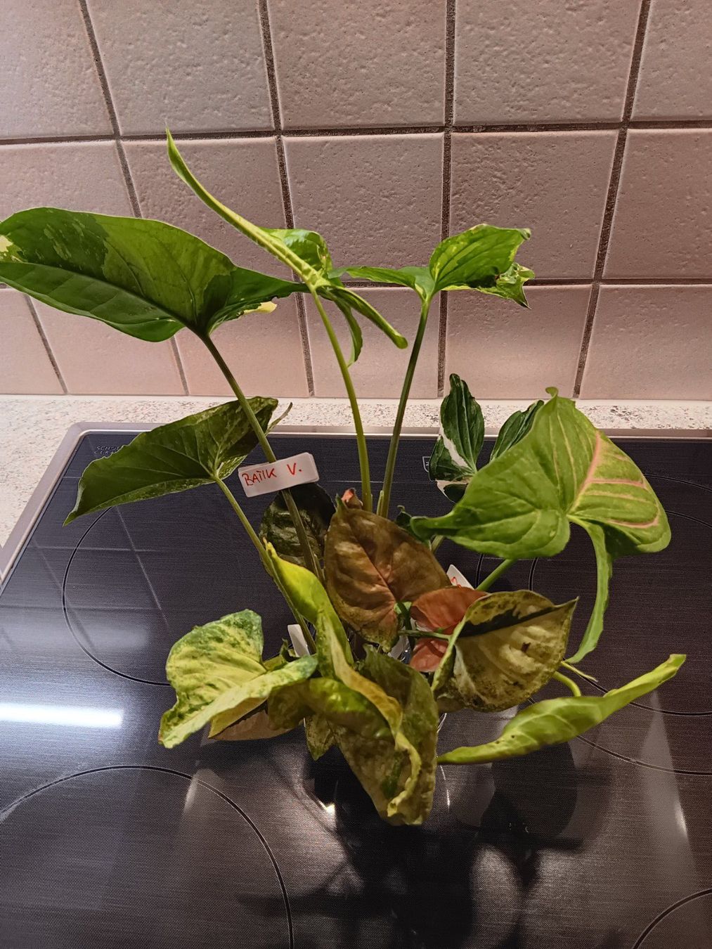 Piante & sementi: Syngonium Paket – Usato da Neerach venduto da Pudelmax