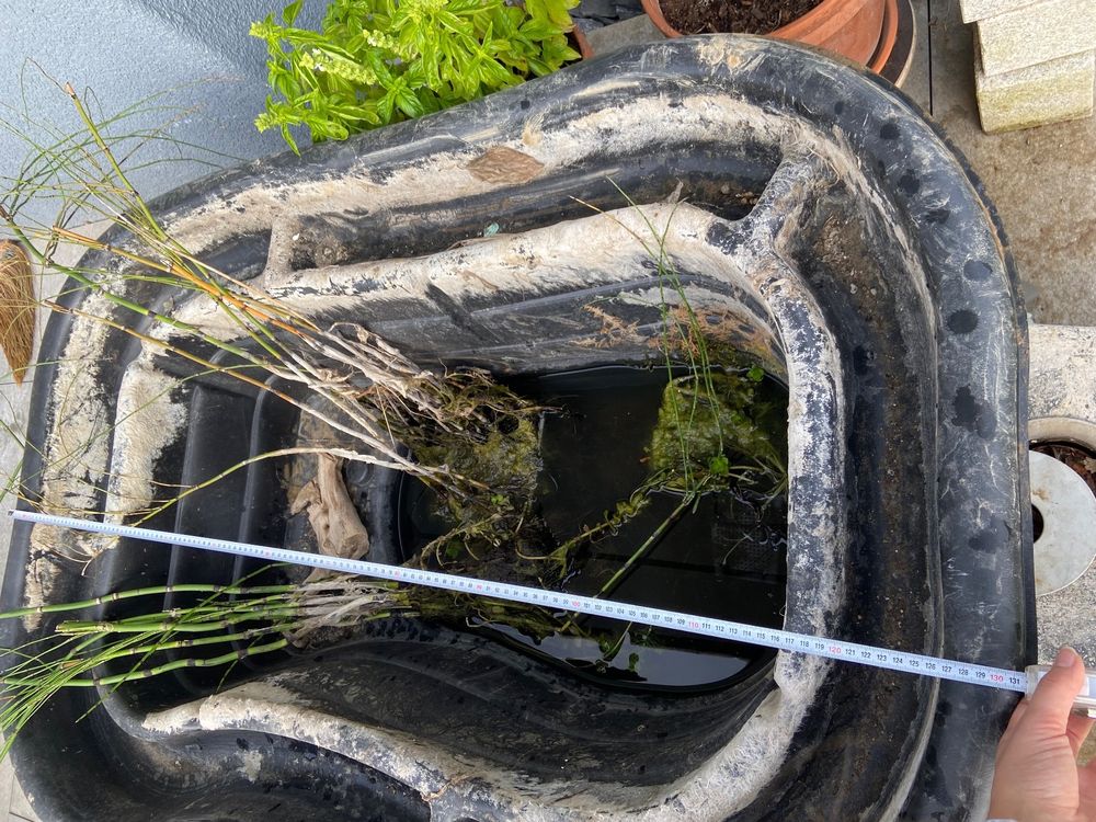 Gartenteich / Teichschale mit Pflanzen, Pumpe, Tiere Kaufen auf Ricardo
