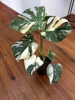 Monstera Thai Constellation💚