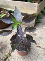Azteco CHILI  / Pflanze mit schwarzem Laub