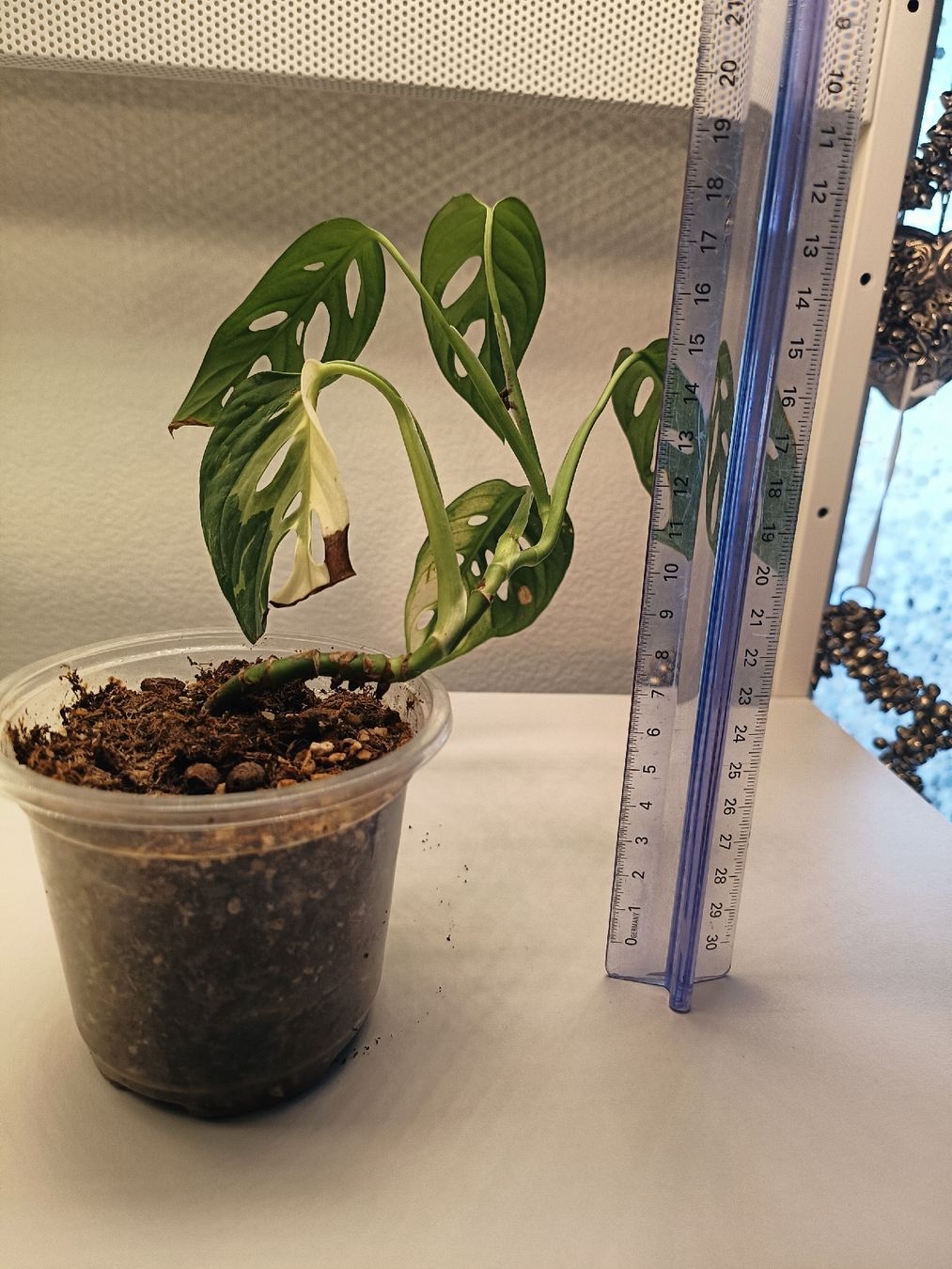 Pflanzen & Samen: Monstera Adansonii Variegata – Gebraucht aus Luzern von sann2 1