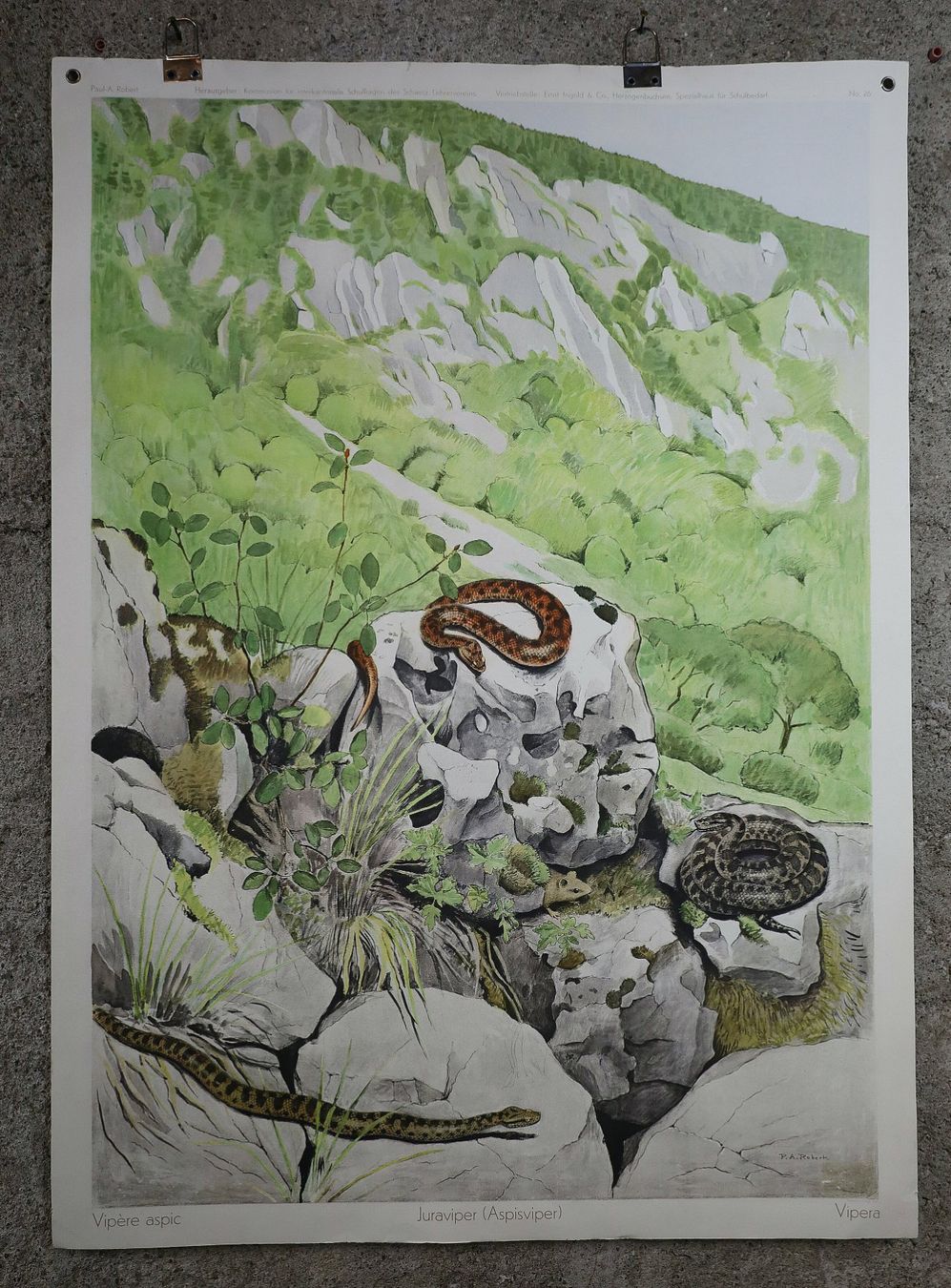 Posters & Illustrations: Schulwandbild "Juraviper" Paul-A. Robert – D'occasion à Birrwil par brandschatz_birrwil 1