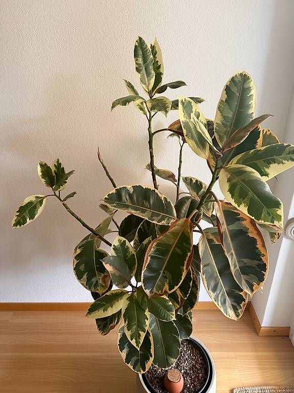 Pflanzen & Samen: Ficus Pflanze – Gebraucht aus Zürich von Lallilu 2