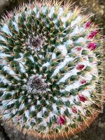 Mammillaria Compressa Cristata - direkt aus der Sammlung
