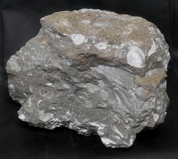 Fossilien: Fossilienkalk – Neu (gemäss Beschreibung) aus Walenstadt von vkt_qc8d 1