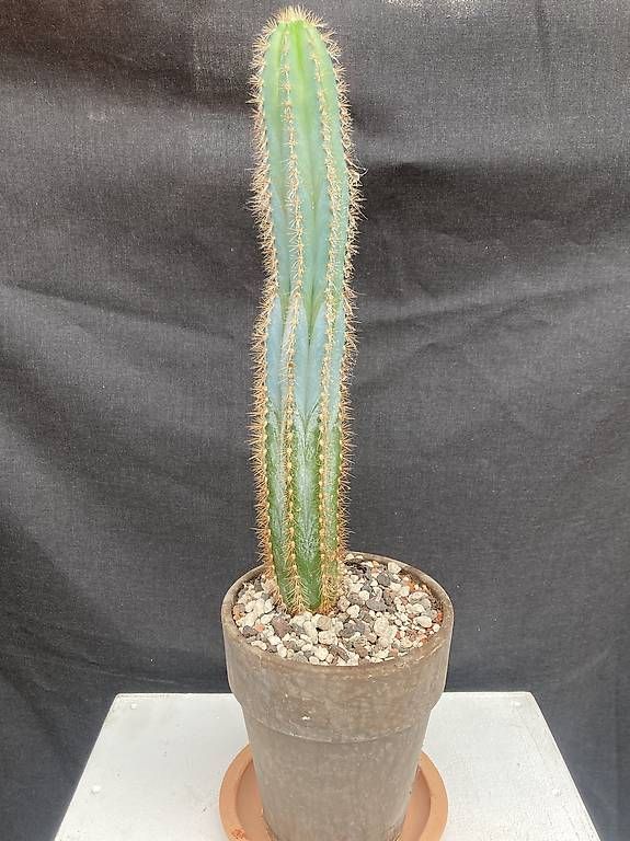 Piante & sementi: Kaktus Pilosocereus azureus – Usato da Liestal venduto da PrebenZwei