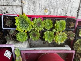 Joubarbe sempervivum petit pot au choix