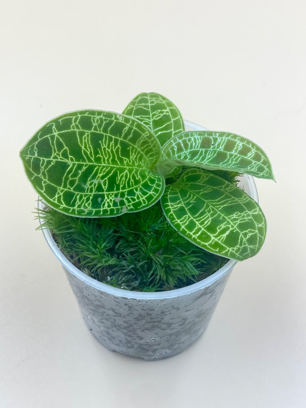 Piante & sementi: Macodes petola - Juwelorchidee – Nuovo (secondo la descrizione) da Zürich venduto da Leafscape