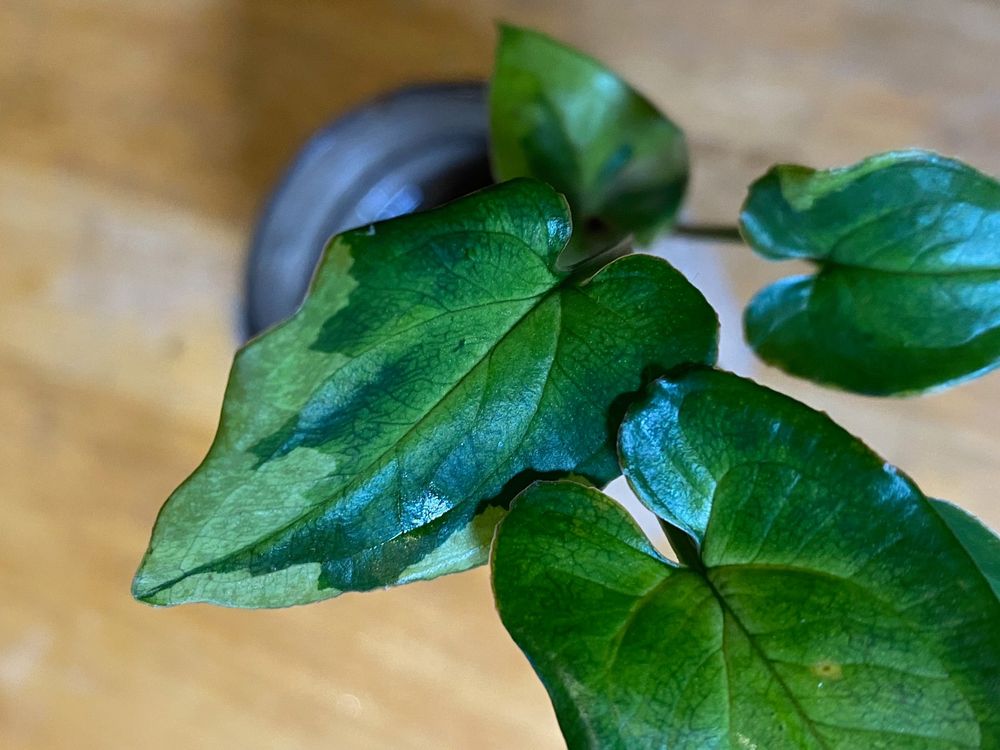 sprossen saatgut bio Bio Erbsen Sprossen Samen (50g)