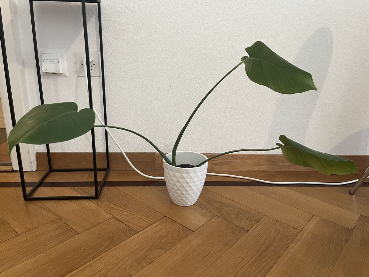 Pflanzen & Samen: Monstera Setzling mit Topf – Neu (gemäss Beschreibung) aus Zürich von vintage_for_you