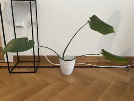 Monstera Setzling mit Topf