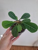 Pflanze Euphorbia Leuconeura