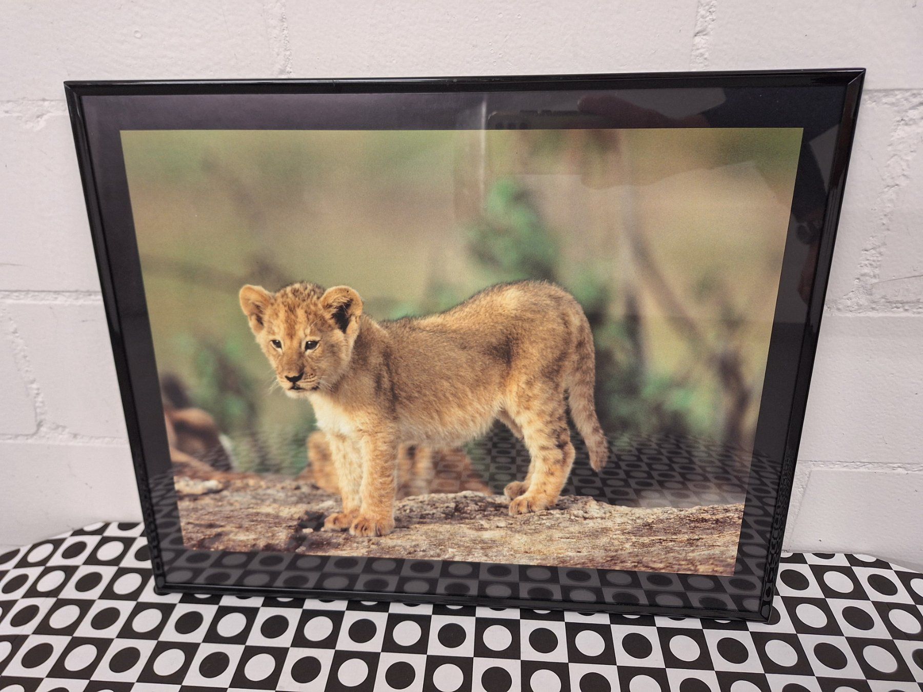 Foto & Immagini: Wandbild "kleiner Löwe" – Usato da Niederhasli venduto da ZZoki