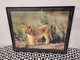 Wandbild "kleiner Löwe"