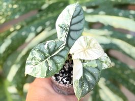 Alocasia Silver Dragon Albo