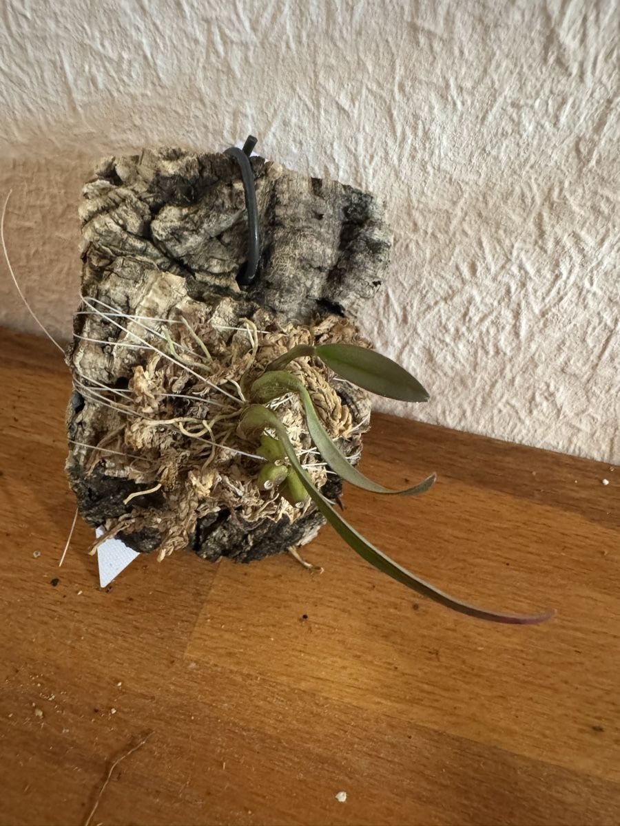 Pflanzen & Samen: Bulbophyllum fibratum – Gebraucht aus Männedorf von mrclst