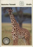 Silbermünze "Giraffe. 7.000 Francos Äquatorialguinea". PP.