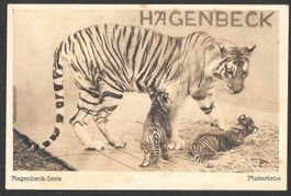 Hagenbeck Serie Mutterliebe Tiger mit Jungen